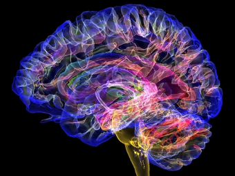 欧美B插大脑植入物有助于严重头部损伤恢复